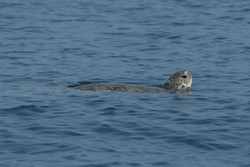 Reserva de las Tortugas en la Gobernación de Al Sharqiyah del Sur – Ras Al Hadd