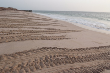 Reserva de las Tortugas en la Gobernación de Al Sharqiyah del Sur – Ras Al Hadd