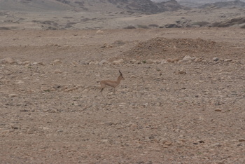 Reserva de Jabal Samhan