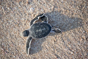 Wildlife in Oman