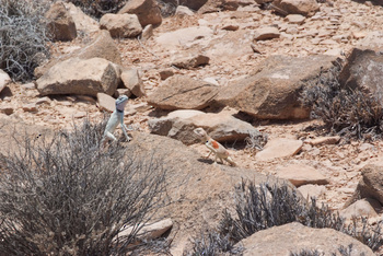 Réserve du Jabal Samhan  