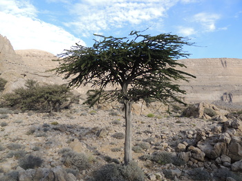 Réserve du Jabal Samhan  