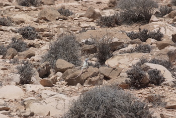 Jabal Samhan Nature Reserve