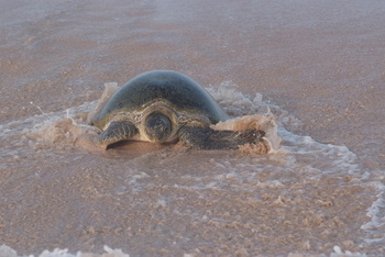 Reserva de las Tortugas en la Gobernación de Al Sharqiyah del Sur – Ras Al Hadd