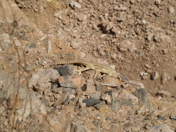 Réserve naturelle du Jabal Qahwan 
