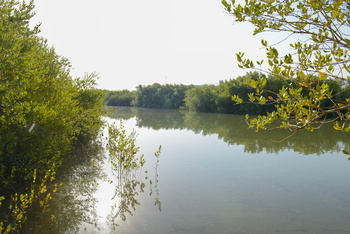 Réserve naturelle d’Al Qurm