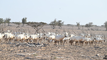 Réserve des espèces vivantes et de la vie fongique dans le gouvernorat d’Al Wusta – Hayma