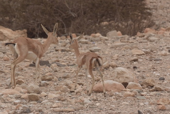 Reserva de Jabal Samhan