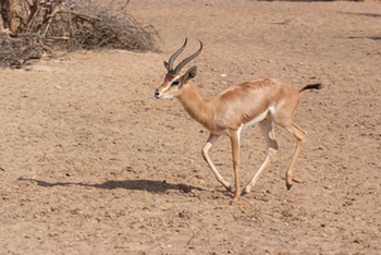 Reserva Natural de Al Saleel