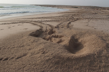 Reserva de las Tortugas en la Gobernación de Al Sharqiyah del Sur – Ras Al Hadd