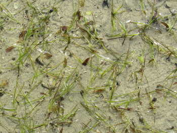 Réserve de zones humides
