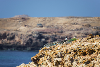 Daymaniyat Islands Nature Reserve