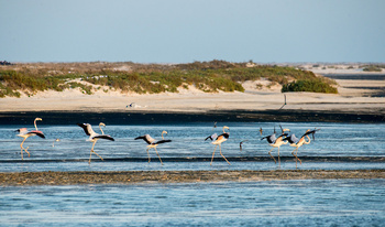  Al Wusta Wetlands Reserve
