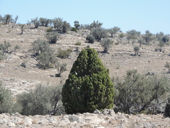 Réserve paysagère d\'Al Jabal Al Akhdar