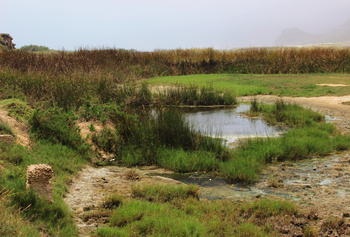 Reserva de Khor Al Mughsail 