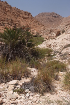 Réserve du Jabal Samhan  
