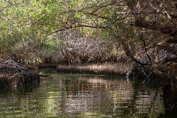 Reserva Natural de Al Qurm
