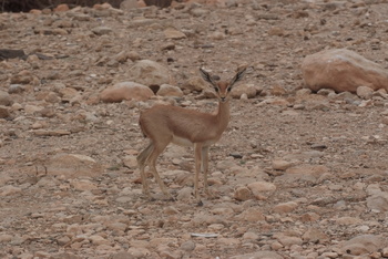 Reserva de Jabal Samhan