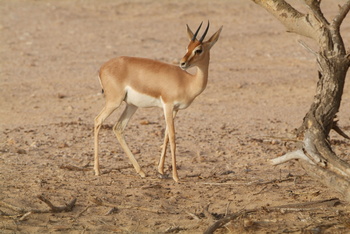 La Reserva de Vida Silvestre en la Gobernación de Al Wusta – Haima