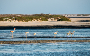  Al Wusta Wetlands Reserve