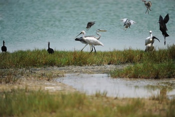 Wildlife in Oman