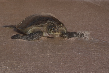 Reserva de las Tortugas en la Gobernación de Al Sharqiyah del Sur – Ras Al Hadd