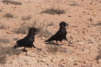 Daymaniyat Islands Nature Reserve