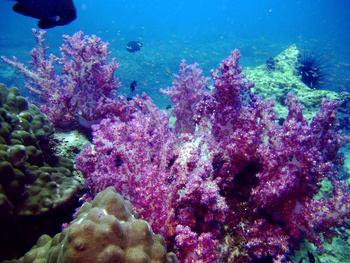Vie sauvage du Sultanat d’Oman 
