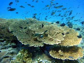 Wildlife in Oman