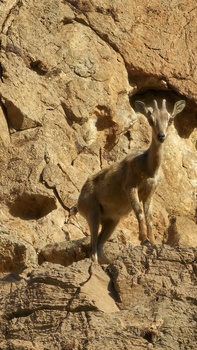 Reserva Natural de Al Sareen 