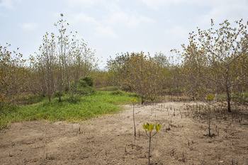 Réserve naturelle d’Al Qurm