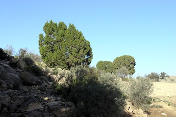 Naturschutzgebiet Al Jabal Al Akhdar für Landschaften