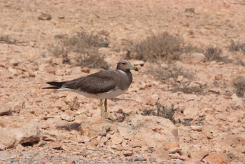 Daymaniyat Islands Nature Reserve