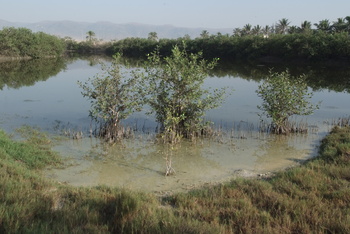 Khawr Qurm Al Sageir