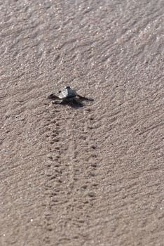 Reserva de las Tortugas en la Gobernación de Al Sharqiyah del Sur – Ras Al Hadd