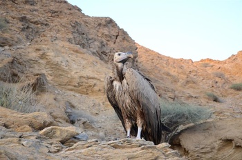 Vie sauvage du Sultanat d’Oman 