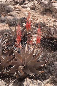Jabal Samhan Nature Reserve