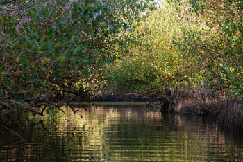 Reserva Natural de Al Qurm