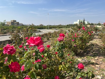 Distillation de l’eau de rose