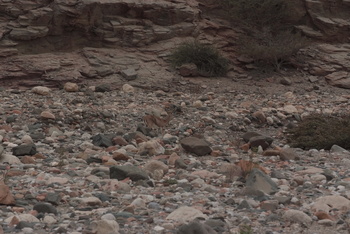 Reserva de Jabal Samhan