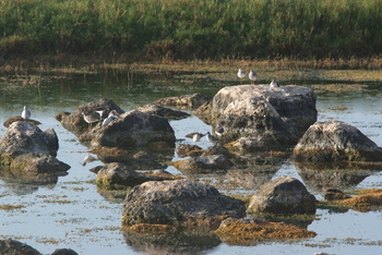 Reserva de Khor Al Mughsail 
