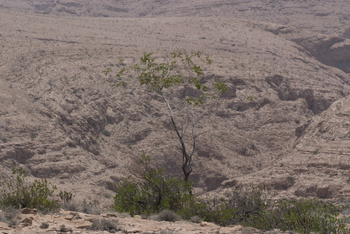 Réserve du Jabal Samhan  