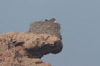 Daymaniyat Islands Nature Reserve