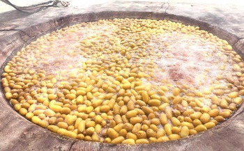 Al Tabsil (Hervir dátiles en agua) 