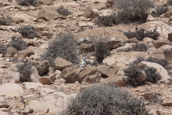 Reserva de Jabal Samhan