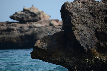 Réserve naturelle des îles Dimaniyat
