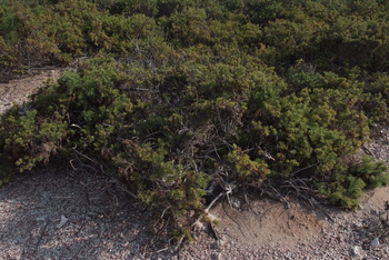 Réserve naturelle des îles Dimaniyat