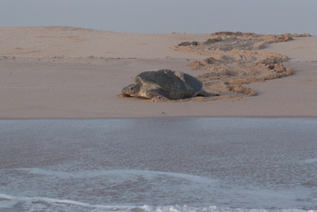 Reserva de las Tortugas en la Gobernación de Al Sharqiyah del Sur – Ras Al Hadd