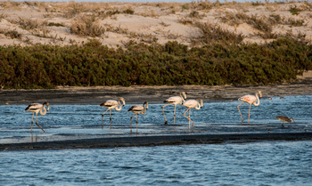 Reserva de Humedales