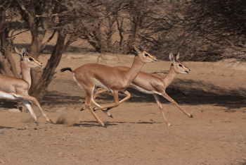 Reserva Natural de Al Saleel